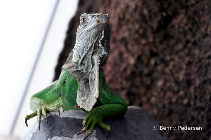 Gron Leguan.jpg - Grøn Leguan (Iguana iguana)